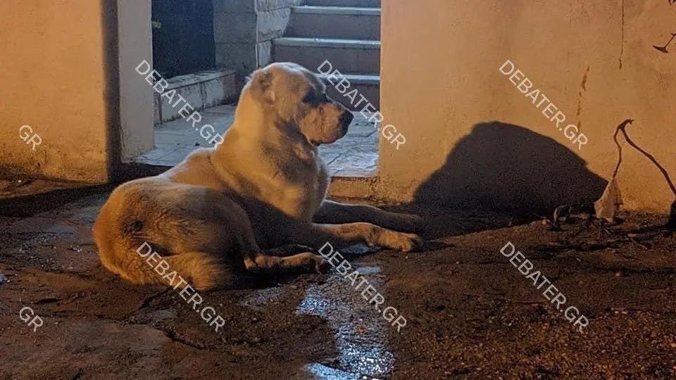 Αφηνιασμένος σκύλος προκάλεσε πανικό στην Καλλιθέα – Τα ουρλιαχτά του ιδιοκτήτη στους αστυνομικούς