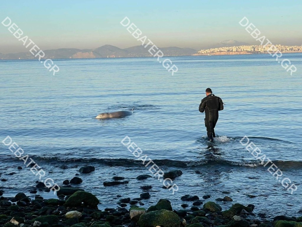Δραματικές προσπάθειες για τη διάσωση του κήτους στον Άλιμο – Η κατάσταση της υγείας του (vids)