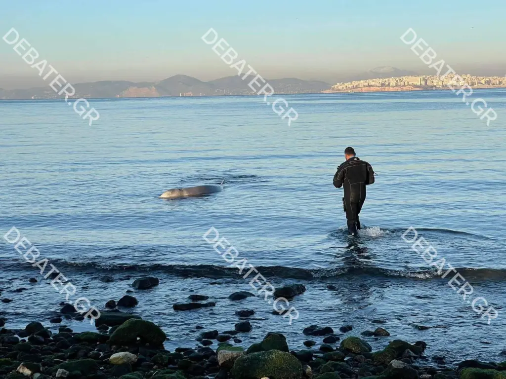 Δραματικές προσπάθειες για τη διάσωση του κήτους στον Άλιμο – Η κατάσταση της υγείας του (vids)