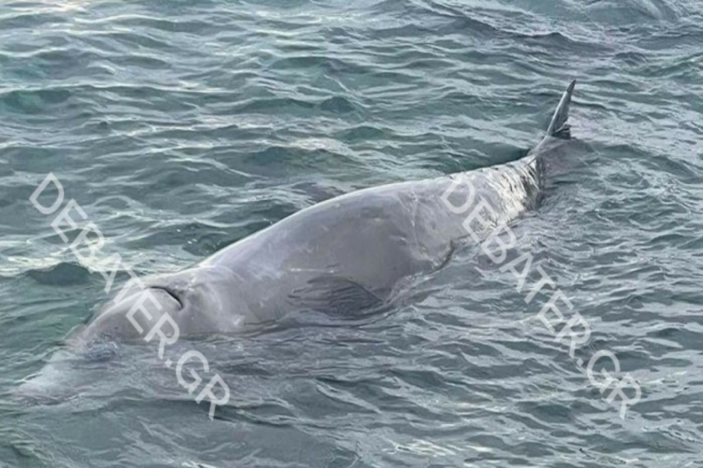 Άσχημα τα νέα – Νεκρός ο ζιφιός που είχε βρεθεί στον Άλιμο