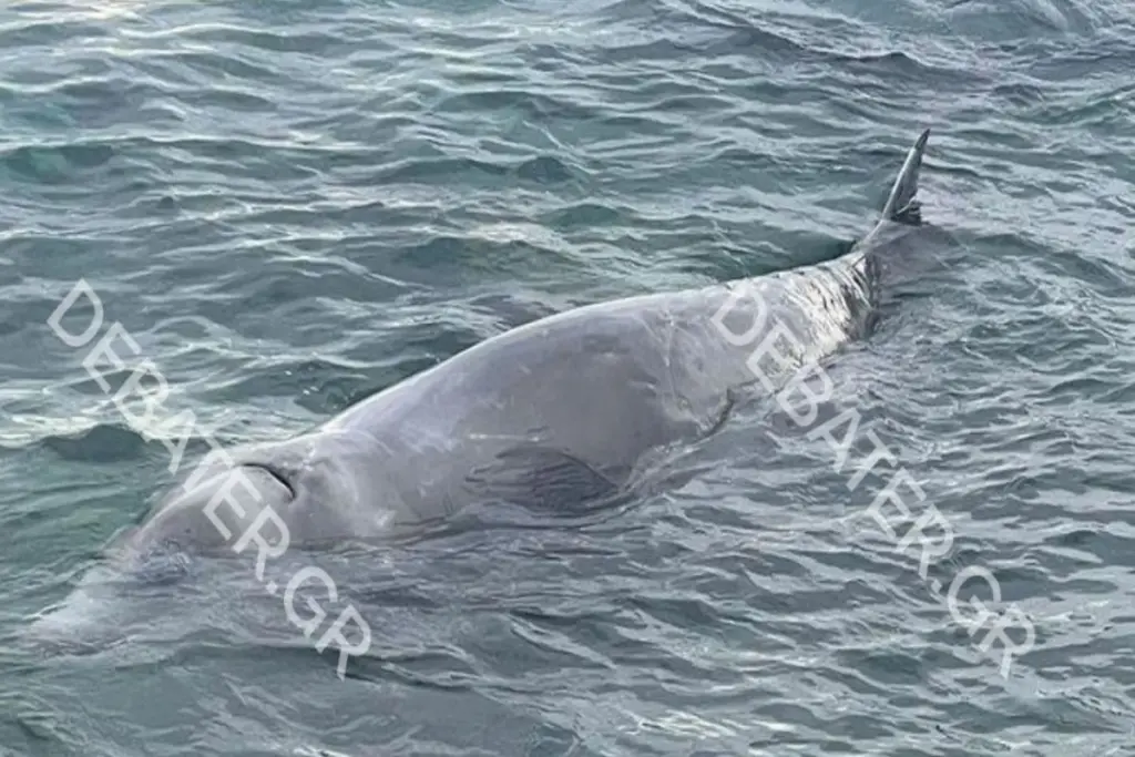 Άσχημα τα νέα – Νεκρός ο ζιφιός που είχε βρεθεί στον Άλιμο