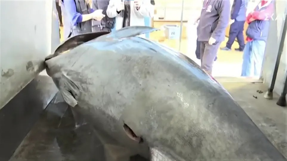 Θηριώδης τόνος βάρους 390 κιλών ψαρεύτηκε στο Ιόνιο Πέλαγος (vid)