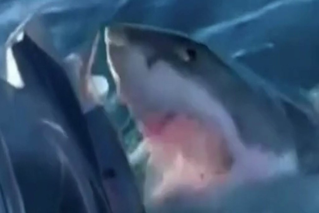 Σκηνές βγαλμένες από την ταινία “Jaws” – H στιγμή που λευκός καρχαρίας “απειλεί” βαρκάκι (vid)
