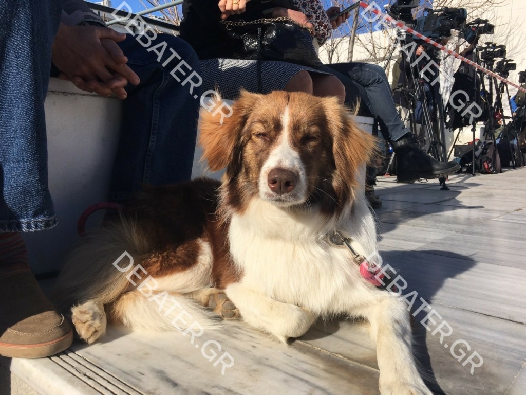Η αδερφούλα της Roxy, του σκυλιού που σκότωσε ο Αναγνωστόπουλος στα δικαστήρια (pics)