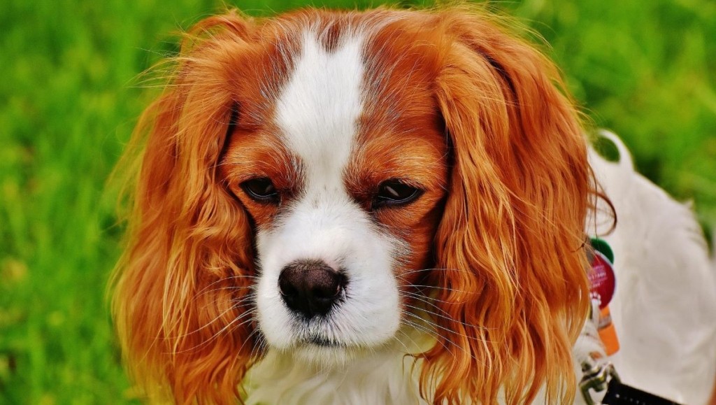 Βόλος: Σάλος με pet groomer που κακοποιούσε ζώα – Σοκάρουν τα βίντεο