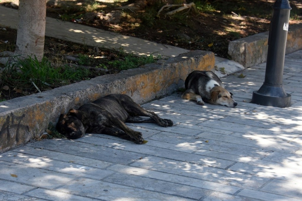 Σκυλιά επιτέθηκαν και τραυμάτισαν ηλικιωμένο και το σκυλάκι του