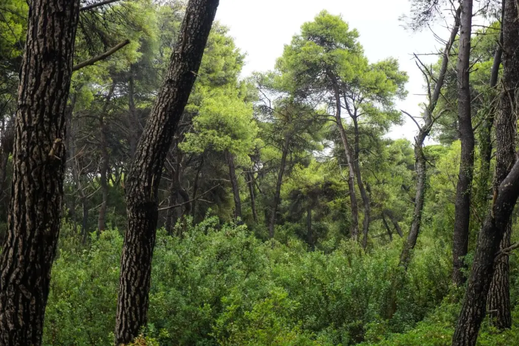 Παράταση μέχρι 15 Ιουλίου δίνει το Υπουργείο Περιβάλλοντος για την υποβολή αντιρρήσεων στους δασικούς χάρτες