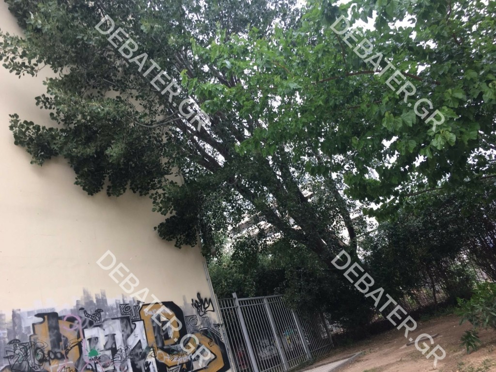 Προβλήματα στην Αττική από την κακοκαιρία – Διακοπές ρεύματος και πάνω από 100 κλήσεις για πτώσεις δέντρων (vid)
