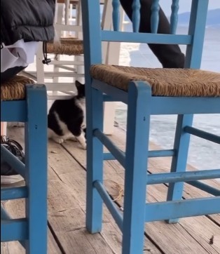Σοκαριστικό βίντεο με άνδρα που κλωτσά γάτα στη θάλασσα – Το έκανε και story στο… Instagram