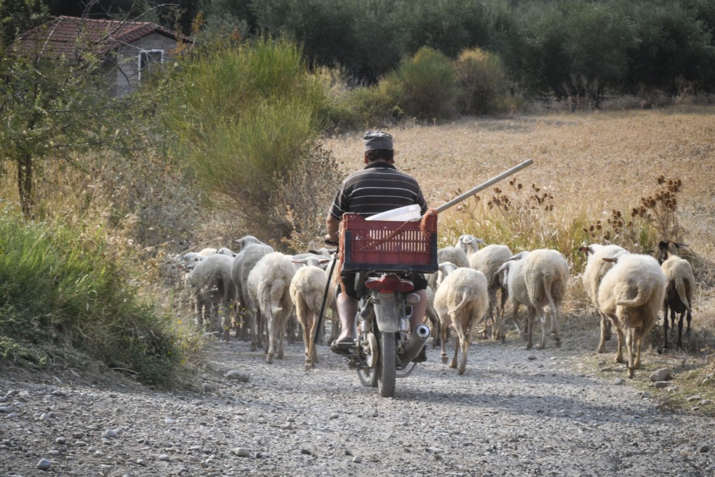 Ευρωπαϊκό ένταλμα σύλληψης για τον βοσκό που βίασε την 22χρονη στη Χαλκιδική