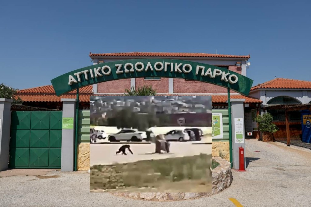 Εντολή να διερευνήσει τυχόν ποινικές ευθύνες για τη θανάτωση του χιμπατζή στο Αττικό Ζωολογικό Πάρκο έλαβε ο Αλέξης Κούγιας