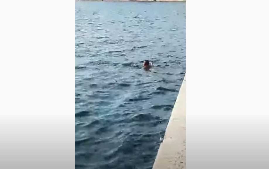 Βούτηξε στο Θερμαϊκό και κολυμπούσε δίπλα σε νεκρά ποντίκια – Το βίντεο που προκαλεί αηδία