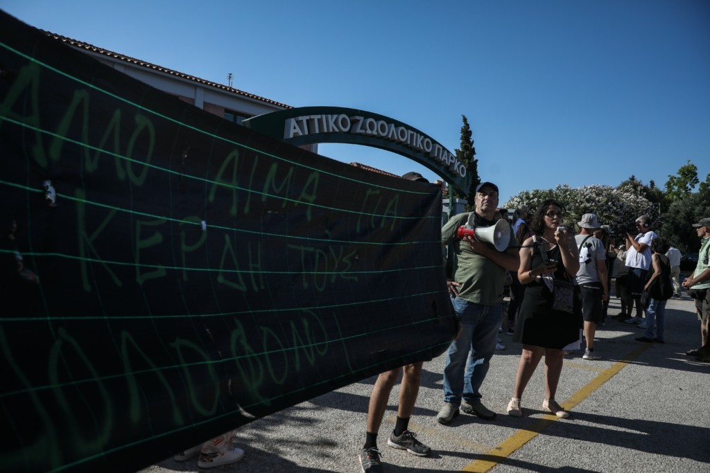 Έρευνα στο Αττικό Πάρκο για τις συνθήκες θανάτωσης του χιμπατζή – “Τηρήσαμε τα πρωτόκολλα”