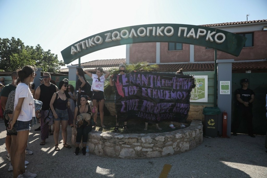 Προανάκριση για τη θανάτωση του χιμπατζή – Είχε σκοτωθεί πριν φτάσει η αστυνομία – Ελεύθερος ο φροντιστής