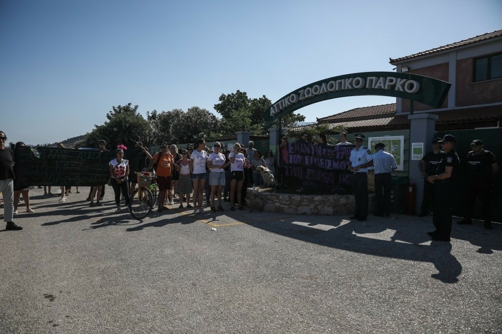 Συγκέντρωση διαμαρτυρίας με πανό και συνθήματα στο Αττικό Ζωολογικό Πάρκο για τη θανάτωση του χιμπατζή (pics)