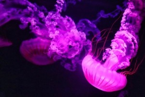 Γαλλία: Μέδουσες διέκοψαν τη λειτουργία μονάδων στον πυρηνικό σταθμό Γκραβελίν