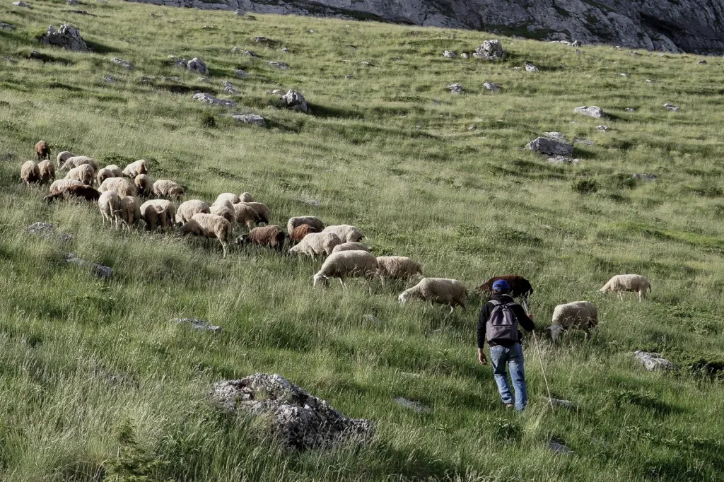 Αδιανόητο περιστατικό στα Χανιά – Στο αυτόφωρο βοσκός επειδή έδειξε τα γεννητικά του όργανα σε τουρίστες