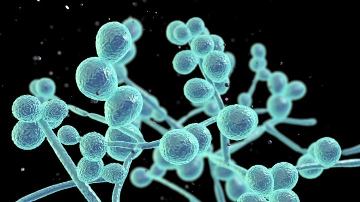 Η Candida Auris εξαπλώνεται στο “Αττικόν” – Επτά ασθενείς προσβλήθηκαν από το μικρόβιο