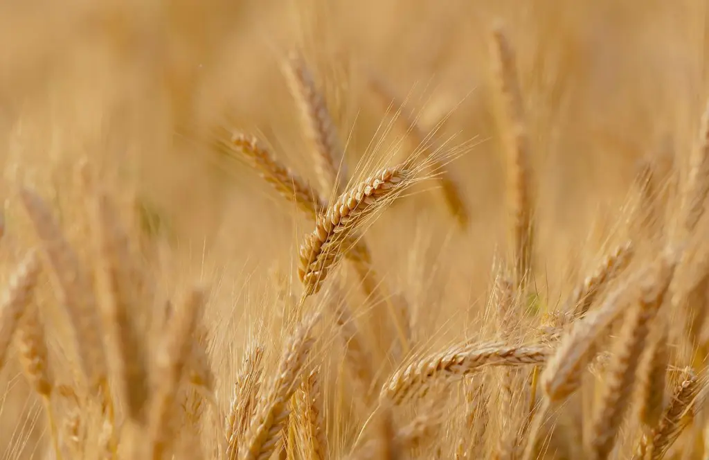 Ρόλο ρυθμιστή για τα σιτηρά της Ουκρανίας θέλει να αναλάβει ο Ερντογάν – Τετραμερής συνάντηση στην Τουρκία