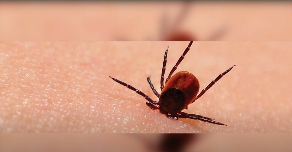 Συναγερμός σε όλη την Ευρώπη για τη νόσο Lyme – Την έχει ήδη 1 στους 7 – Από τι προκαλείται