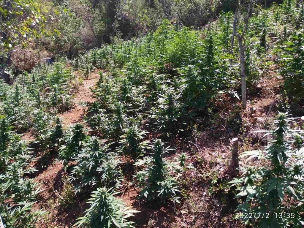 Είχαν δημιουργήσει ένα ολόκληρο “δάσος” από δενδρύλλια κάνναβης στην Κορινθία (pic)