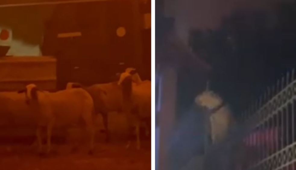 Σκυλάκος προσπαθεί να “μιλήσει” στους πυροσβέστες ενώ καίγεται η Πεντέλη – Η στιγμή που τρομαγμένα πρόβατα προσπαθούν να ξεφύγουν (vids)