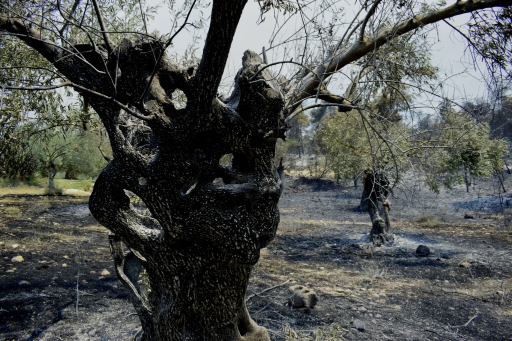 Η πύρινη λαίλαπα κατέκαψε τον Ελαιώνα Άμφισσας – Στάχτη πάνω από 12.000 στρέμματα στην Ιτέα (pic&vid)