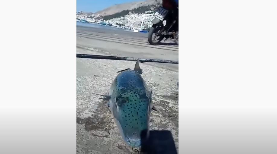 Λαγοκέφαλος “μαμούθ” ψαρεύτηκε στην Κάλυμνο (vid)