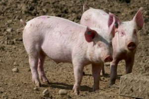 Κροατία: Η αφρικανική πανώλη οδηγεί σε θανάτωση 12.000 χοίρων