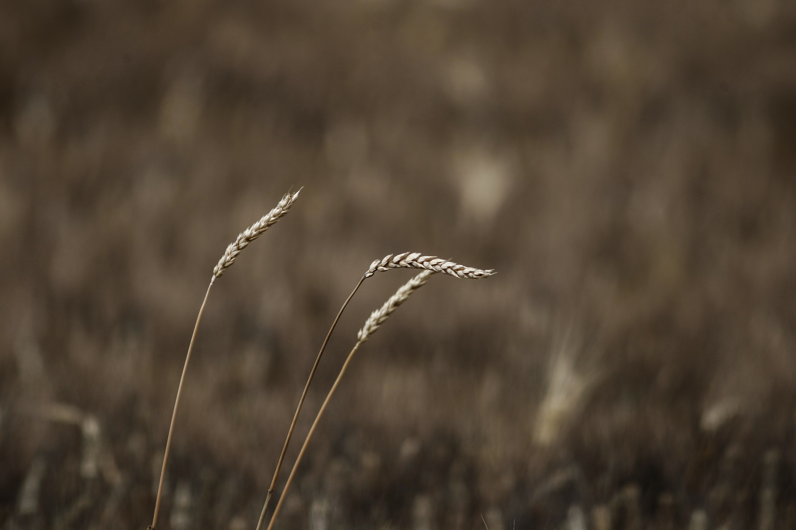 Θρίλερ στη Λάρισα – Άνδρας βρέθηκε νεκρός σε χωράφι