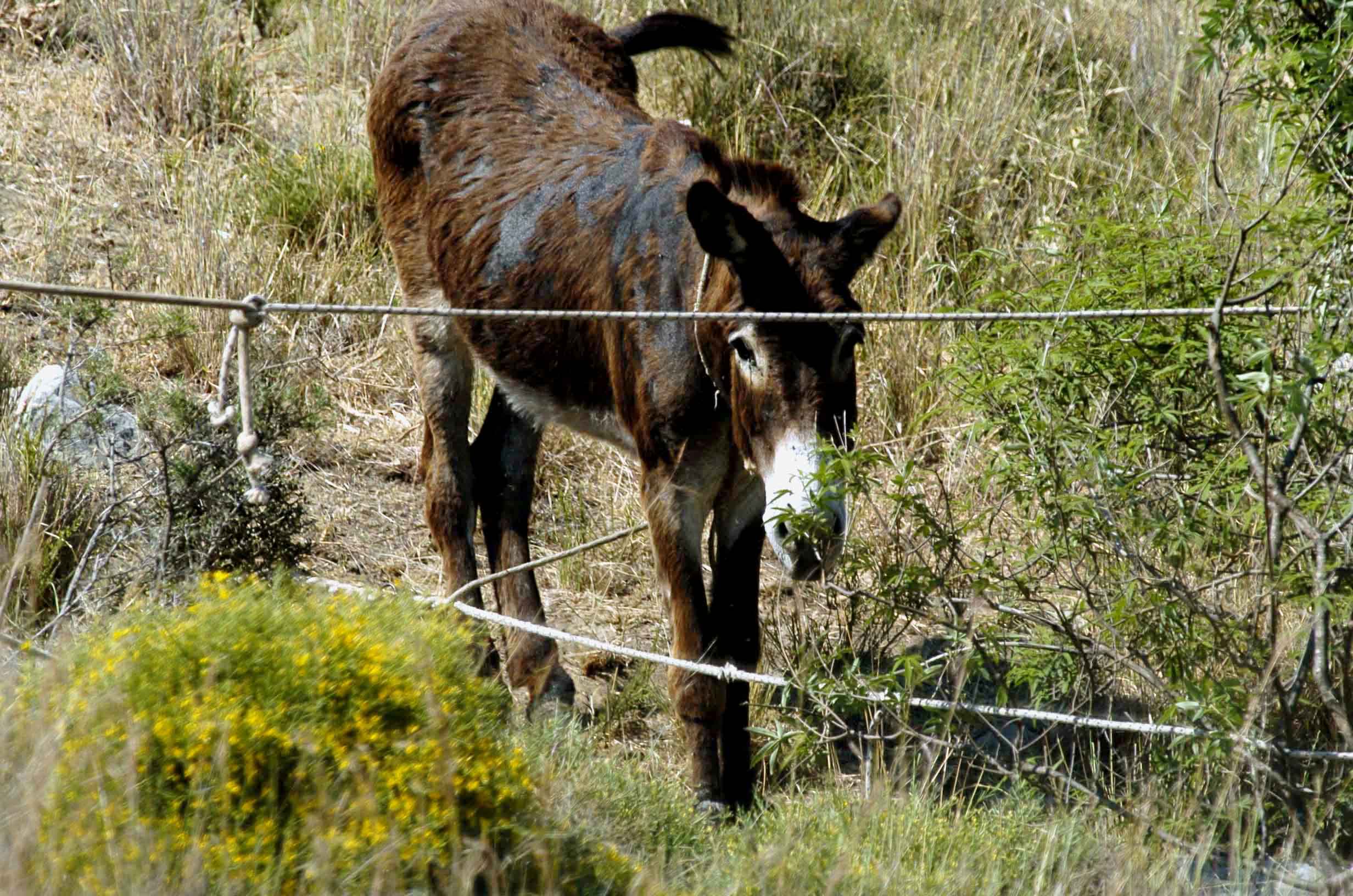 Γαϊδουράκι ενεπλάκη σε τροχαίο και σκοτώθηκε – Συνελήφθη ο ιδιοκτήτης