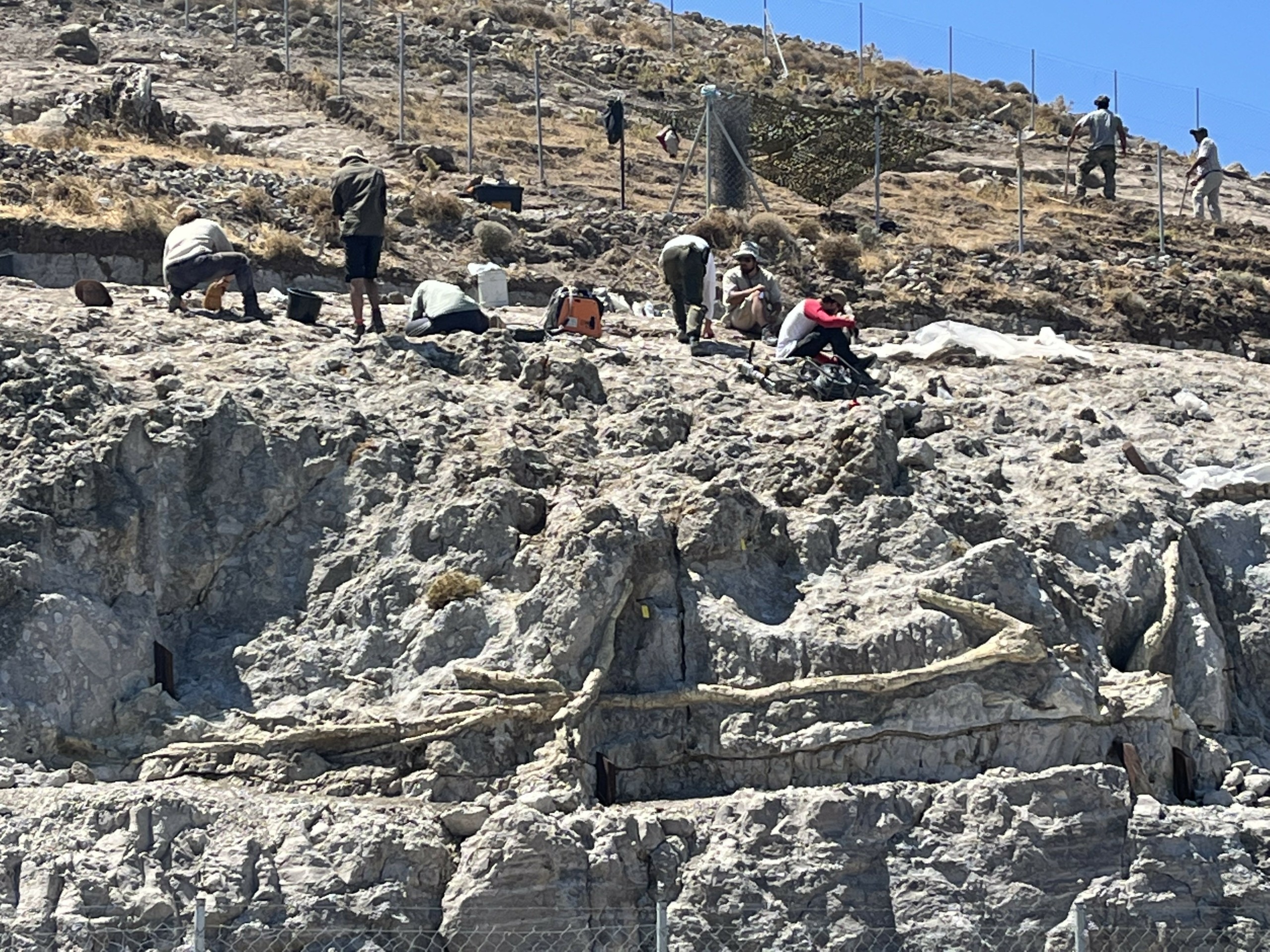 Στη δυτική Λέσβο δεν υπάρχει μόνο ένα απολιθωμένο δάσος, αλλά τέσσερα! (pic)