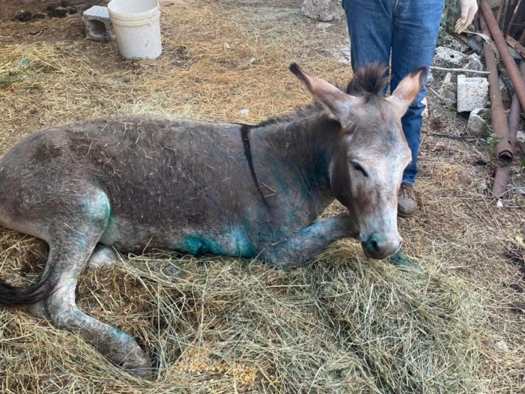 Θα μπορούσε να έχει σωθεί το γαϊδουράκι στη Ζίτσα; “Ο τοπικός κτηνίατρος έδωσε ψευδή εικόνα”