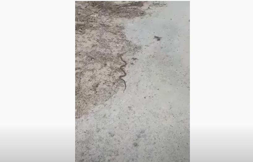 Τρόμαξαν στην Κοζάνη – Φίδι μπήκε σε σπίτι (vid)