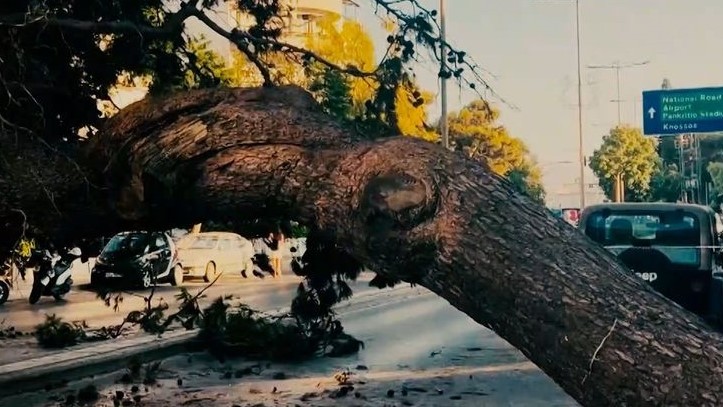 Βίντεο ντοκουμέντο που “παγώνει” το αίμα – Η στιγμή που καταρρέει το δέντρο και καταπλακώνει τον 51χρονο