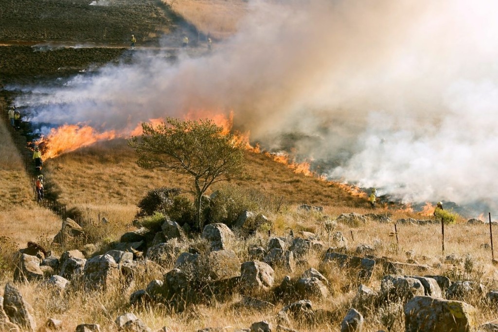 Οι δασικές πυρκαγιές καταστρέφουν 30 εκατομμύρια στρέμματα ετησίως!