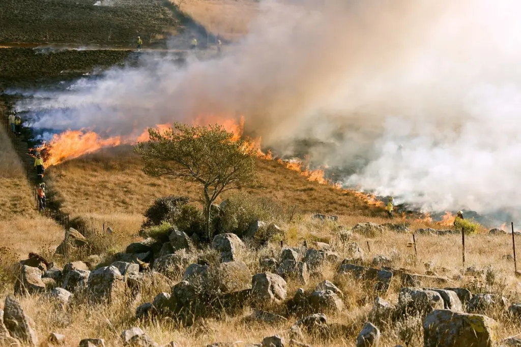 Οι δασικές πυρκαγιές καταστρέφουν 30 εκατομμύρια στρέμματα ετησίως!