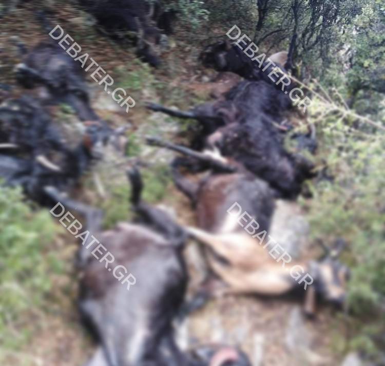 Κεραυνός σκότωσε 30 γίδια στο Λιδωρίκι Φωκίδας – “Από τύχη ζω” εξομολογείται ο κτηνοτρόφος (pics)