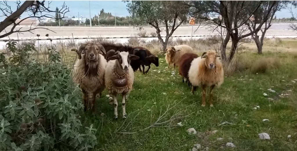 Μοναδικό θέαμα στα Σφακιά – Κριάρια τσακώνονται στη μέση του δρόμου (vid)