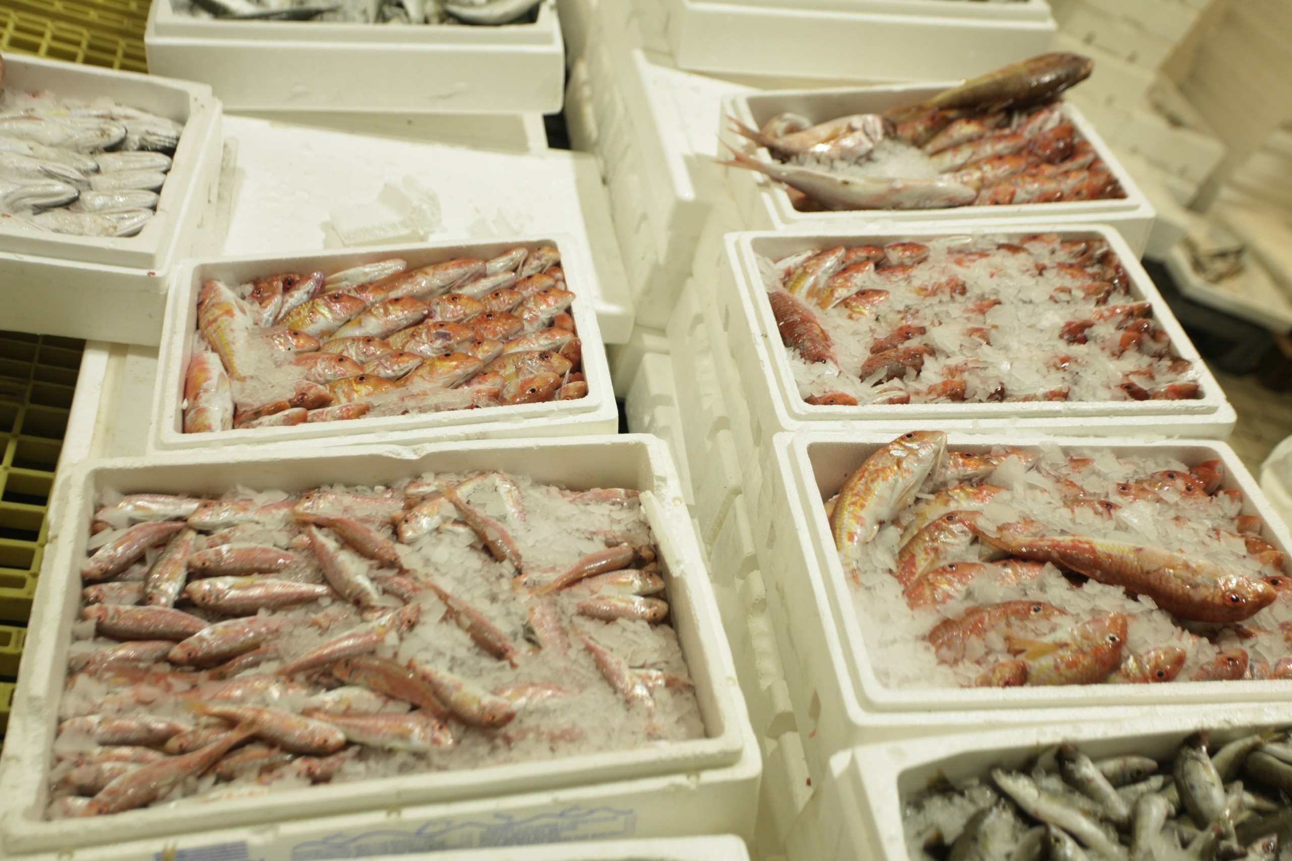 Κατασχέθηκαν 96 κιλά σαφρίδια στην ιχθυόσκαλα Μηχανιώνας