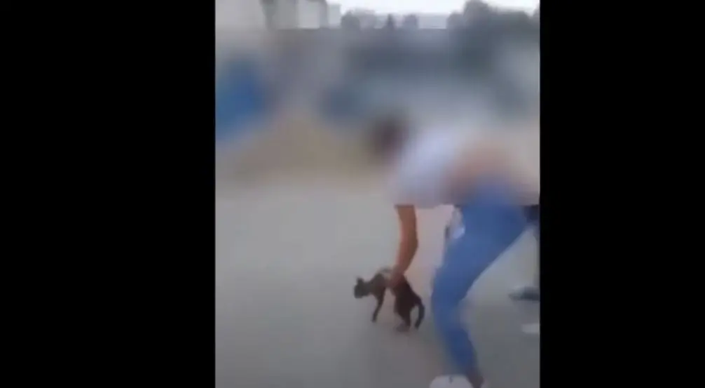 Ταυτοποιήθηκε η κοπέλα που κλώτσησε γάτα στην Κρήτη – “Bαρύ” το πρόστιμο για την απαράδεκτη κίνηση της (ΣΚΛΗΡΟ ΒΙΝΤΕΟ)