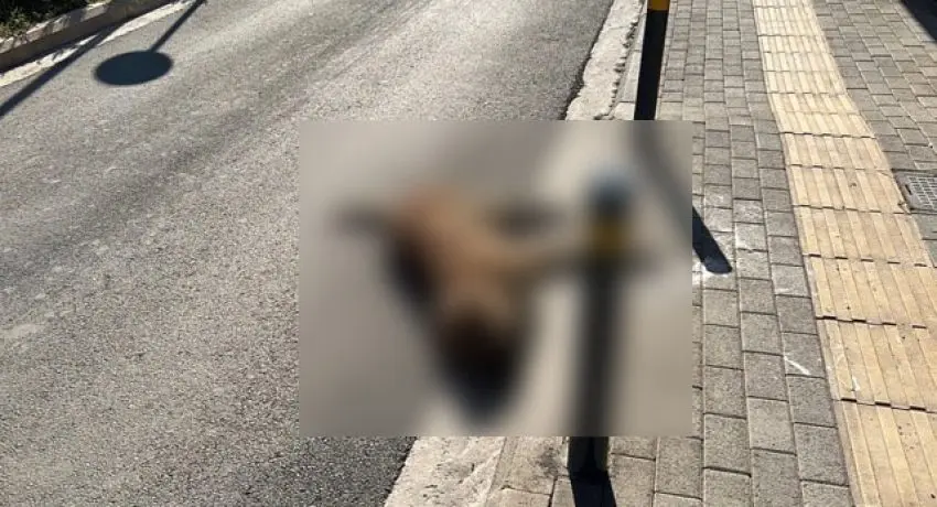 Έκανε παράνομα αναστροφή και σκότωσε σκύλο – Τον κατήγγειλαν στην αστυνομία (pic)