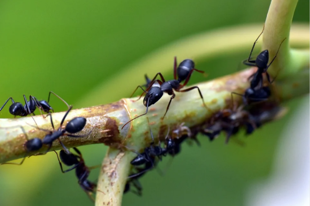 Μυρμήγκια