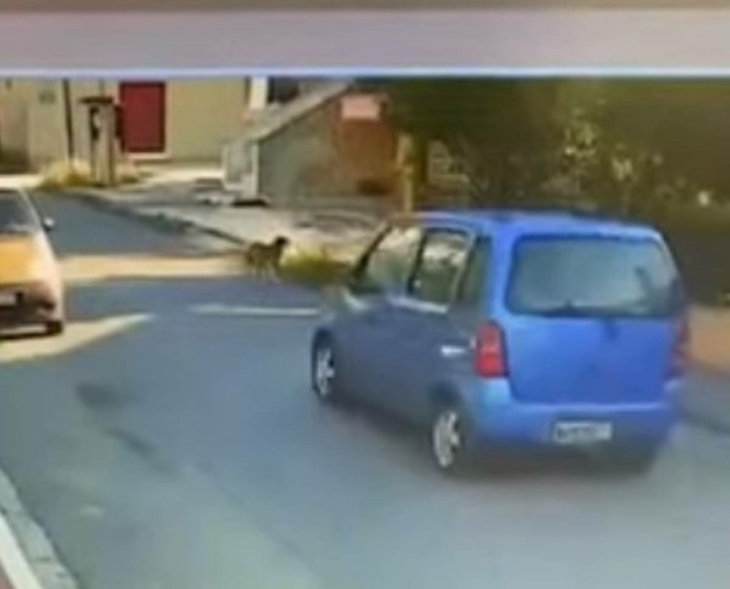 Ασυνείδητη οδηγός στη Θεσσαλονίκη παρασύρει σκυλάκι και το παρατάει αιμόφυρτο στο δρόμο (vid)