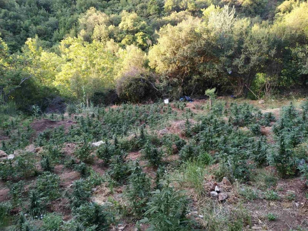 Μεγάλη επιχείρηση στο Όρος Αιγάλεω – Έπιασαν χασισοκαλλιεργητή που είχε στήσει φυτεία σε φαράγγι