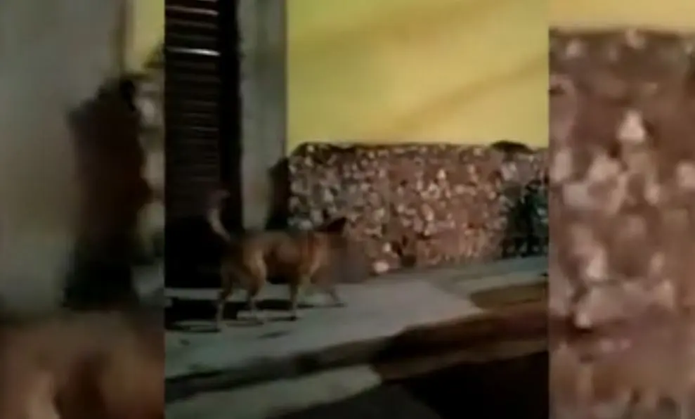Σκύλος τριγυρνούσε στους δρόμους με ένα… ανθρώπινο κεφάλι στο στόμα – Σοκαριστικό βίντεο από τις “βόλτες” του