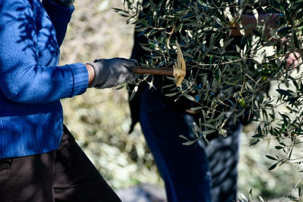 “Βροχή” καταγγελιών για την “Κιβωτό” – Έστελναν παιδιά σε “εκπαιδευτικές εκδρομές” για να μαζεύουν ελιές