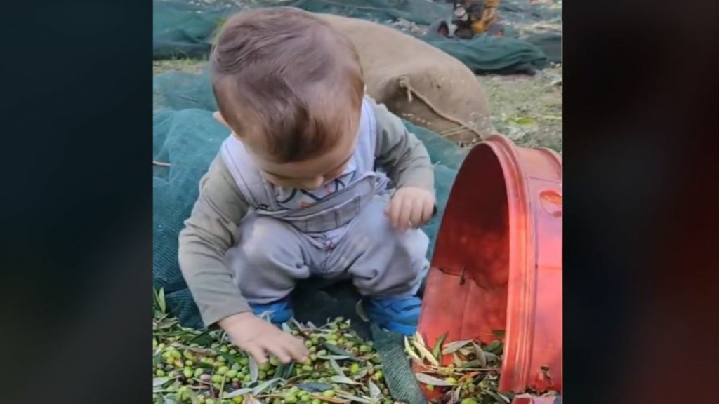 Viral έχει γίνει 2χρονος πιτσιρικάς που μαζεύει ελιές και αρμέγει πρόβατα και κατσίκες στην Κρήτη (vids)