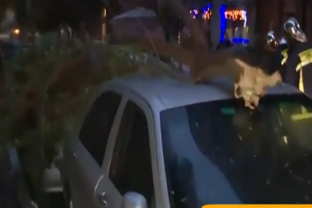 Ζημιές άφησε πίσω της η “Άριελ” στη Θεσσαλονίκη – Προβλήματα και στην ηλεκτροδότηση (vid)