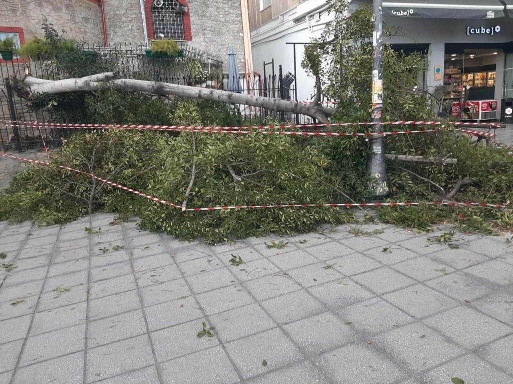 Προβλήματα από την κακοκαιρία στη Θεσσαλονίκη – Έπεσαν δέντρα εξαιτίας των ισχυρών ανέμων (pics)